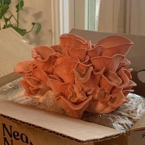 Meet your Posher, Cheyanne